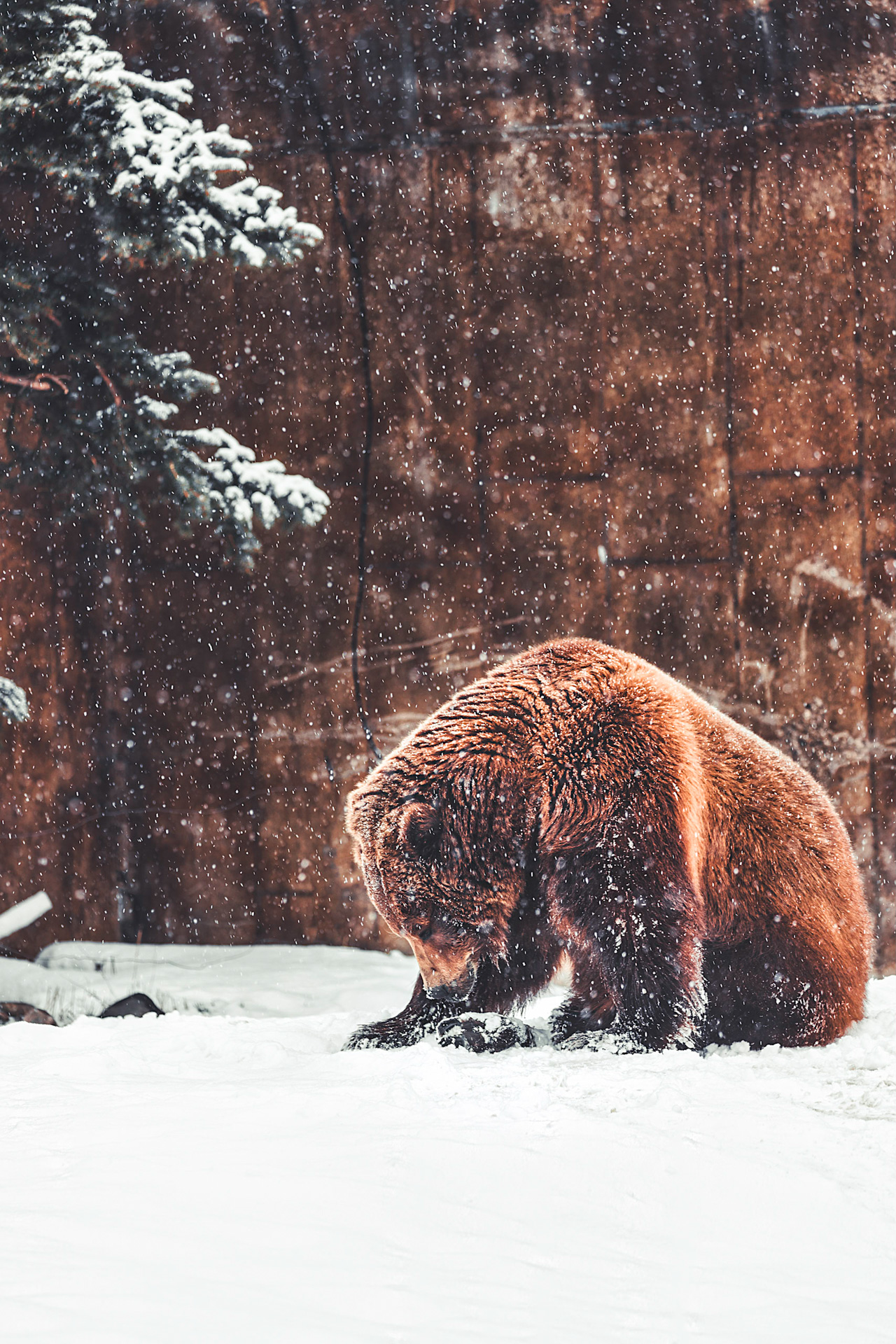 Grizzly bear in the snow